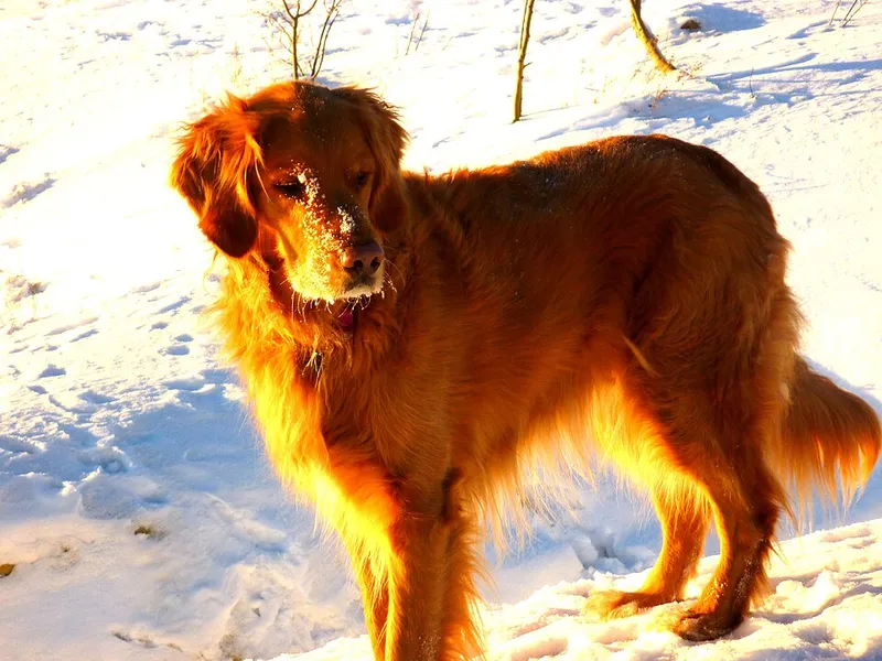 Golden Retriever fotoğraf 1