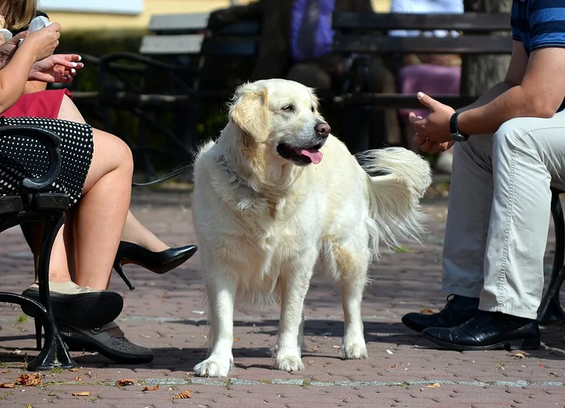 Golden Retriever fotoğraf 2