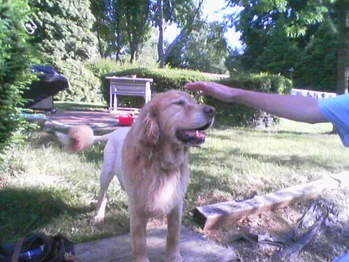Golden Retriever fotoğraf 5