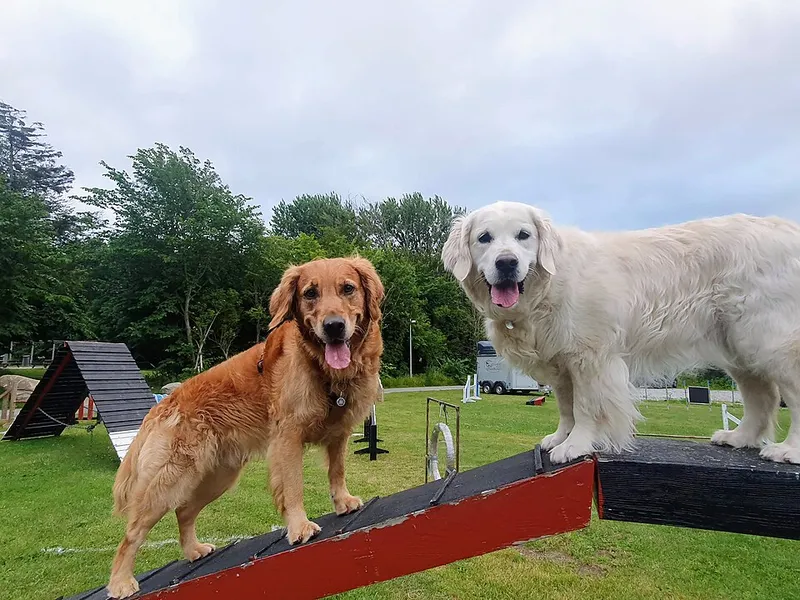 Golden Retriever fotoğraf 7
