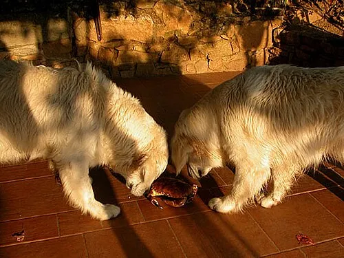 Golden Retriever fotoğraf 8