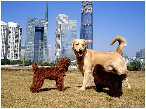 Golden Retriever fotoğraf 9