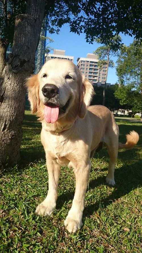 Golden Retriever fotoğraf 11