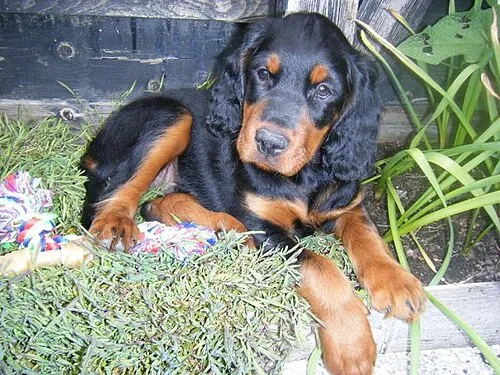 Gordon Setter fotoğraf 1