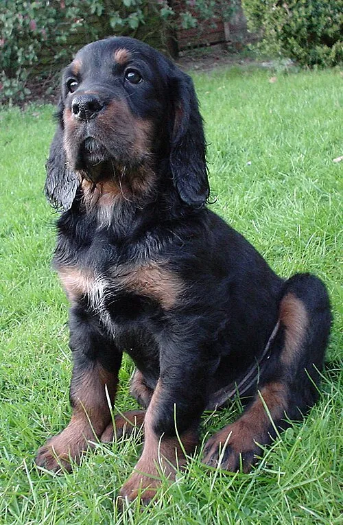 Gordon Setter fotoğraf 3