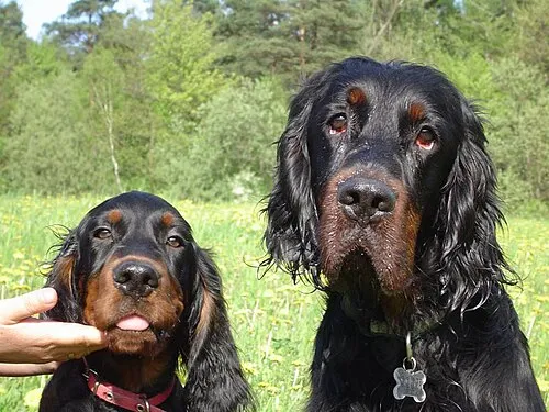 Gordon Setter fotoğraf 4