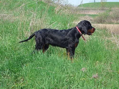 Gordon Setter fotoğraf 5
