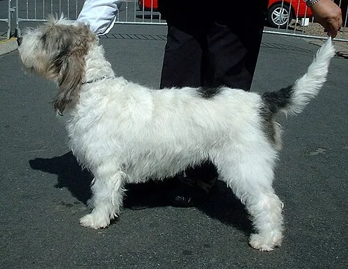 Grand Basset Griffon Vendéen fotoğraf 1