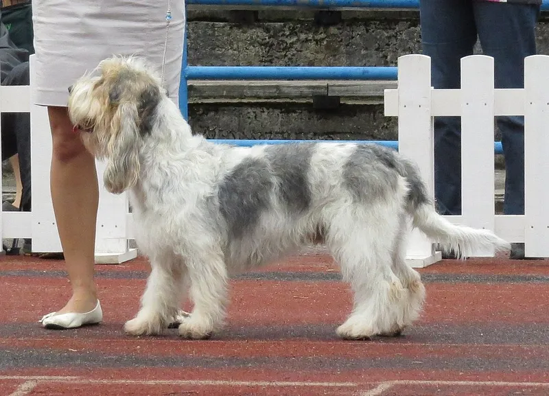 Grand Basset Griffon Vendéen fotoğraf 2