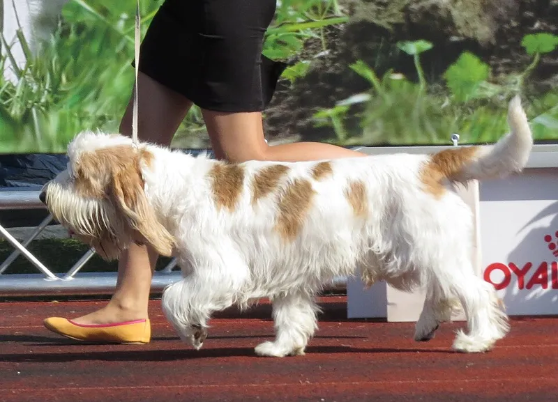 Grand Basset Griffon Vendéen fotoğraf 3
