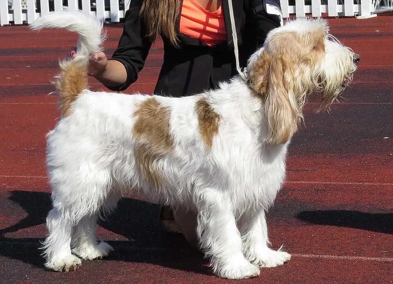 Grand Basset Griffon Vendéen fotoğraf 4