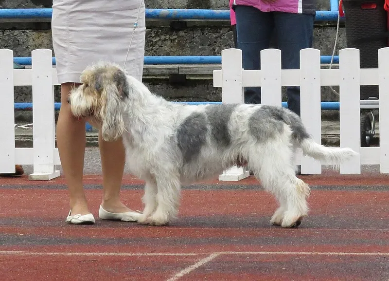 Grand Basset Griffon Vendéen fotoğraf 5