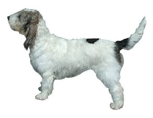 Grand Basset Griffon Vendéen fotoğraf 6