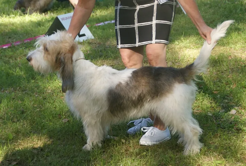 Grand Basset Griffon Vendéen fotoğraf 7