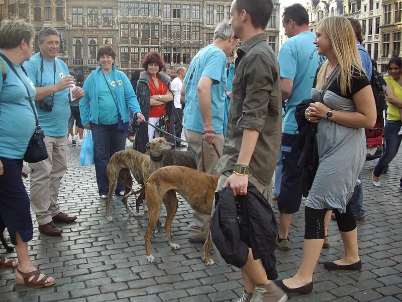 Greyhound fotoğraf 1