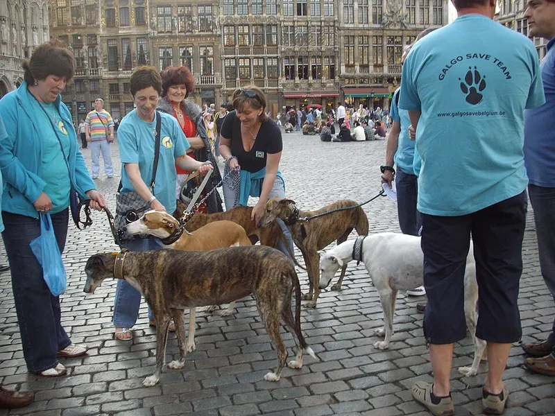 Greyhound fotoğraf 2