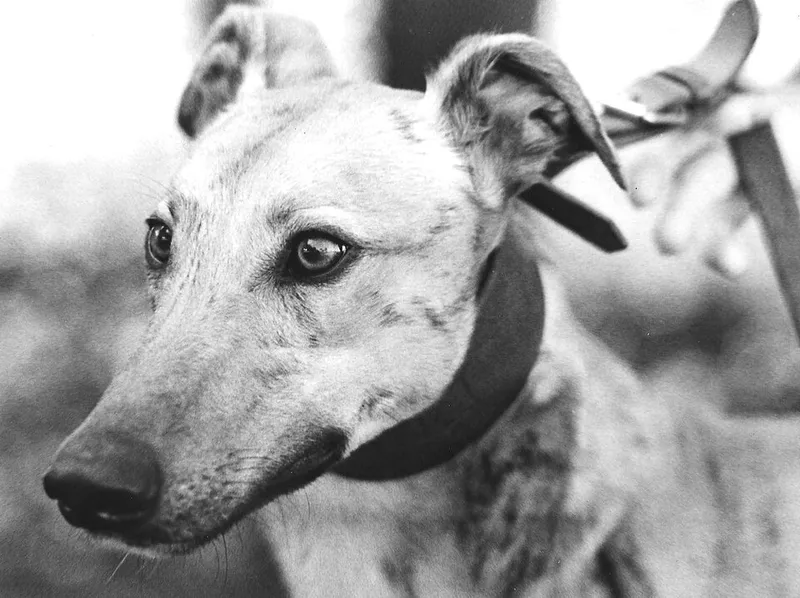 Greyhound fotoğraf 5