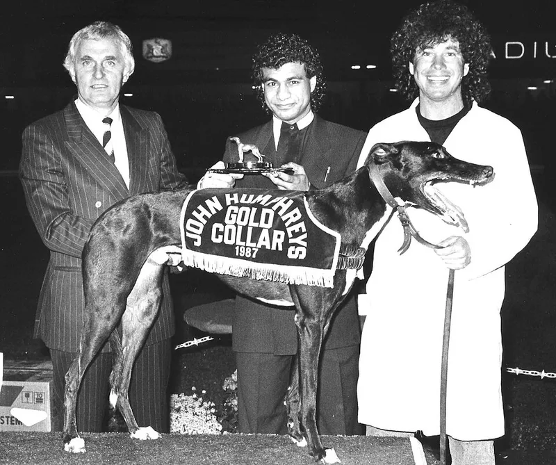 Greyhound fotoğraf 6