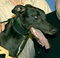 Greyhound fotoğraf 7