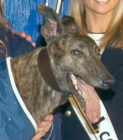 Greyhound fotoğraf 8
