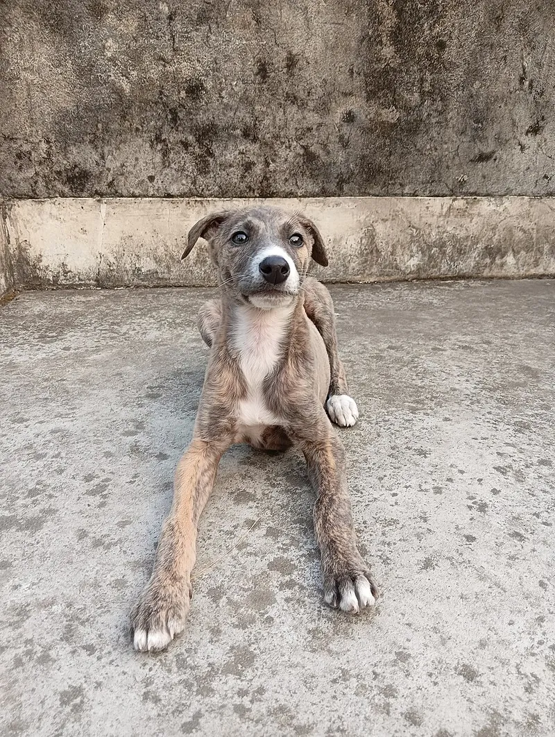 Greyhound fotoğraf 10