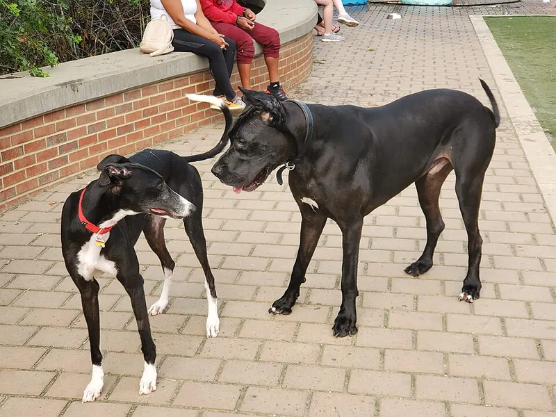 Greyhound fotoğraf 11