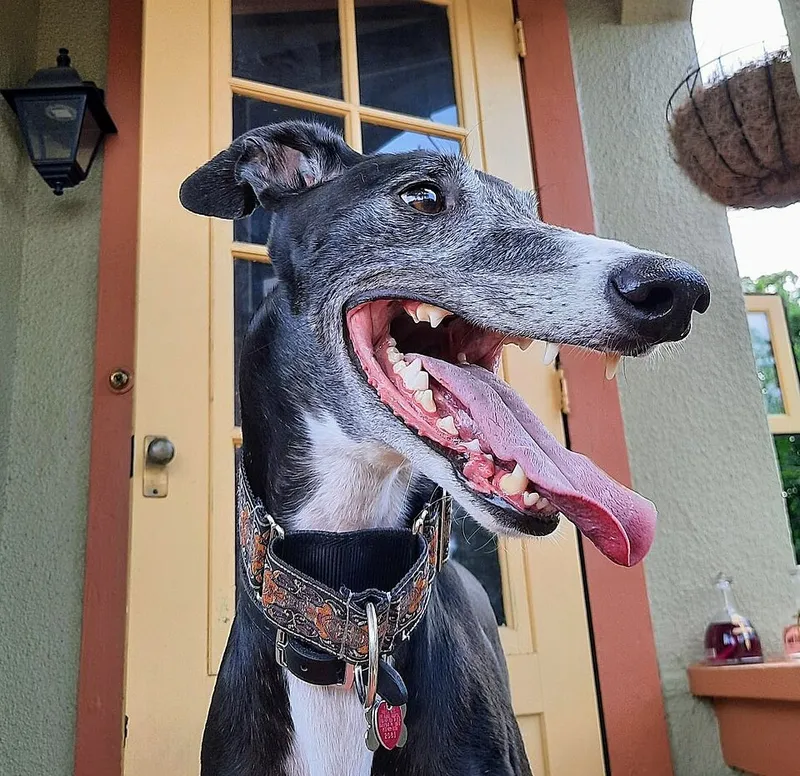Greyhound fotoğraf 12