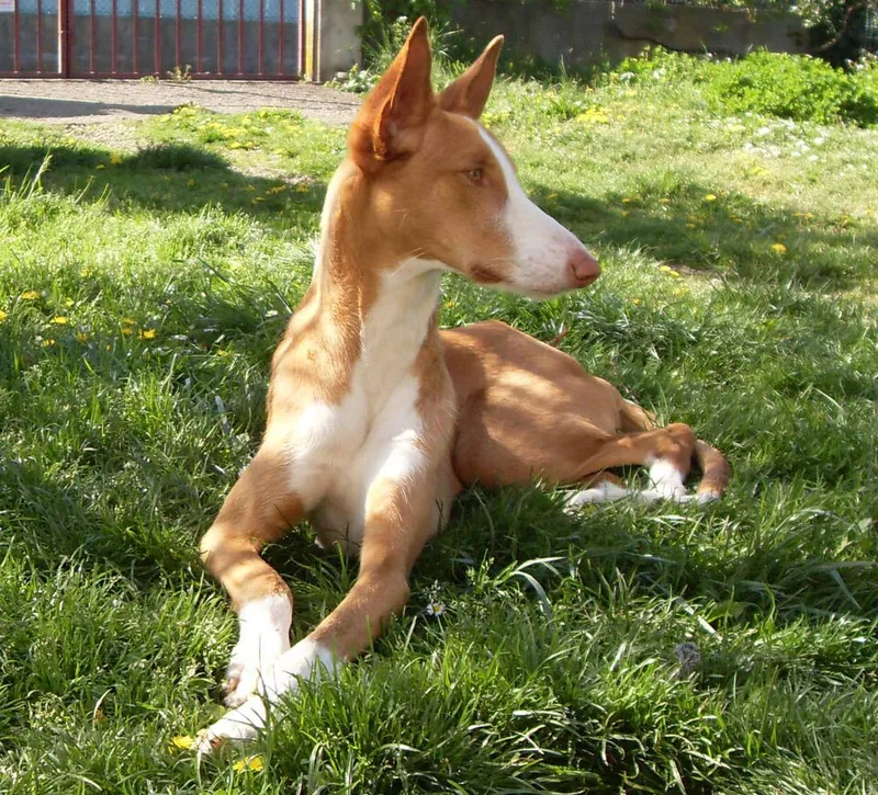 İbiza Tazısı fotoğraf 8