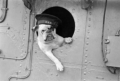 İngiliz Bulldog fotoğraf 1