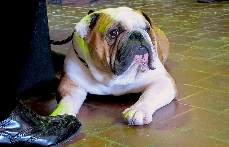 İngiliz Bulldog fotoğraf 3