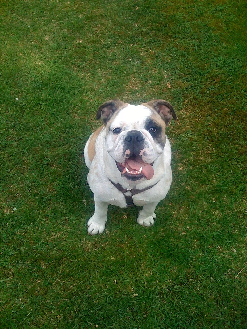 İngiliz Bulldog fotoğraf 4