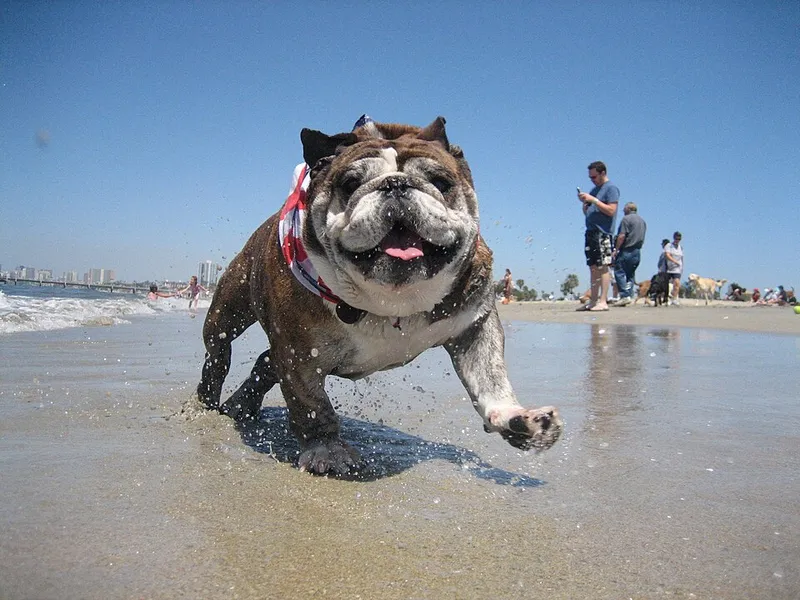 İngiliz Bulldog fotoğraf 5