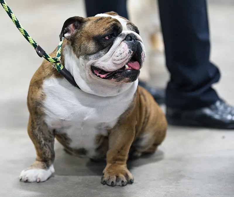 İngiliz Bulldog fotoğraf 6
