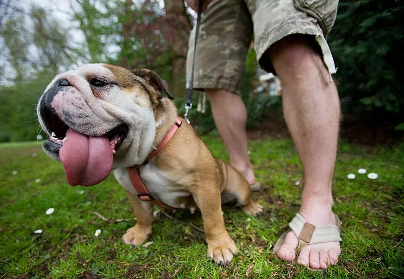 İngiliz Bulldog fotoğraf 7