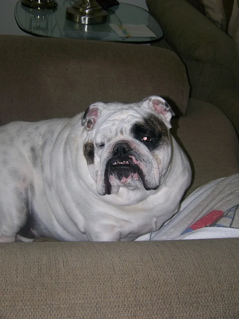 İngiliz Bulldog fotoğraf 8