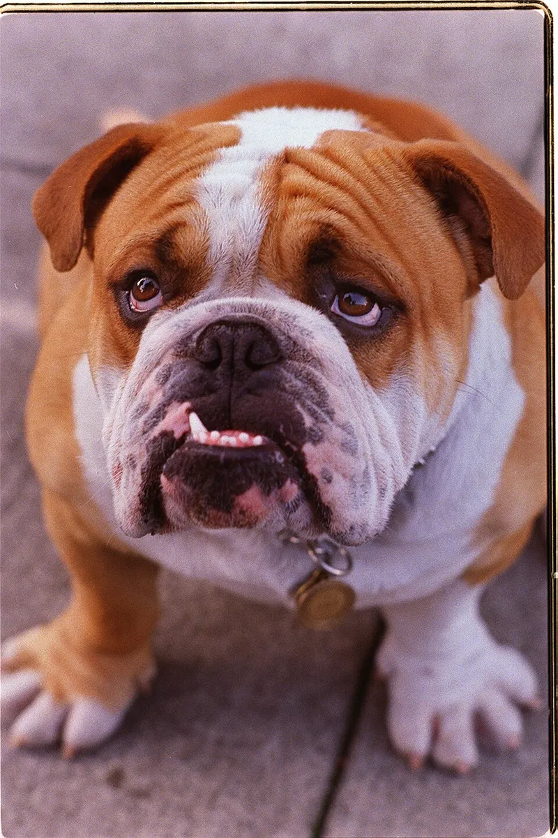İngiliz Bulldog fotoğraf 9