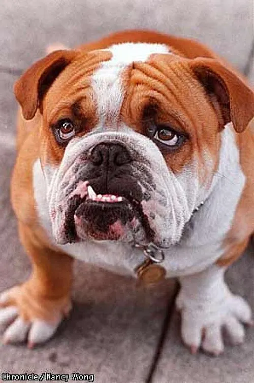İngiliz Bulldog fotoğraf 10