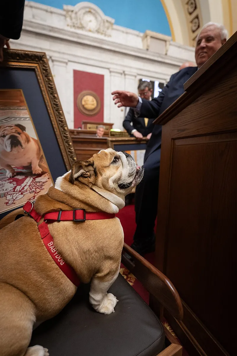 İngiliz Bulldog fotoğraf 11