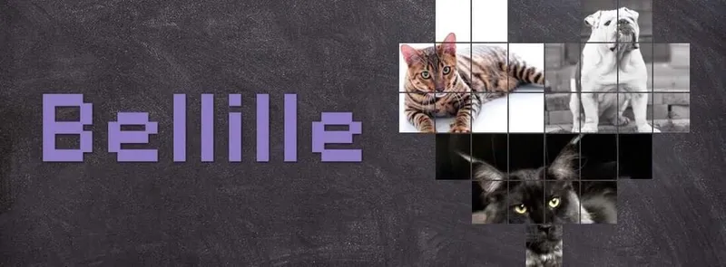 İngiliz Bulldog fotoğraf 12