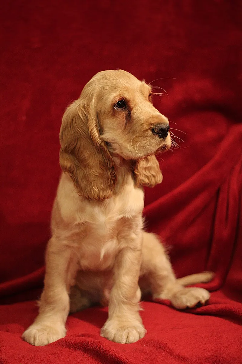 İngiliz Cocker Spaniel fotoğraf 1