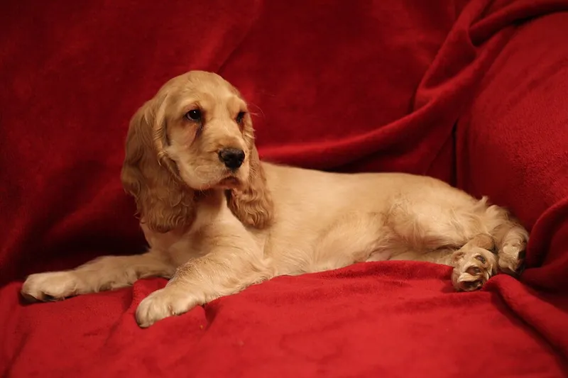 İngiliz Cocker Spaniel fotoğraf 2