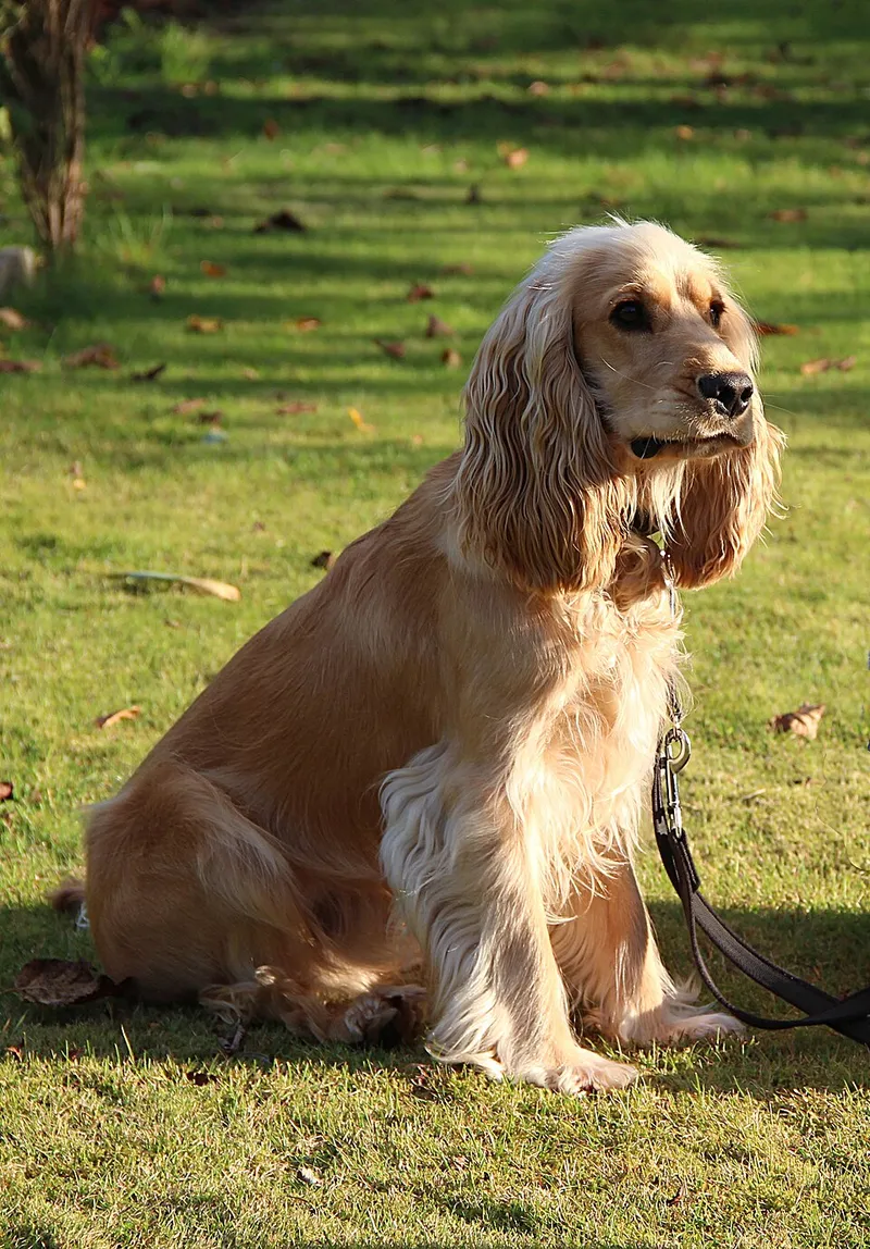 İngiliz Cocker Spaniel fotoğraf 3