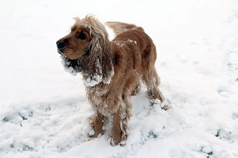 İngiliz Cocker Spaniel fotoğraf 4