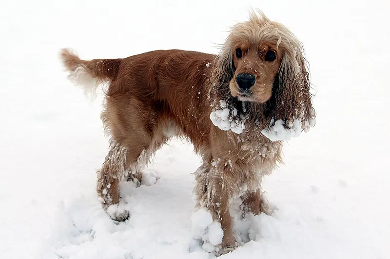 İngiliz Cocker Spaniel fotoğraf 5