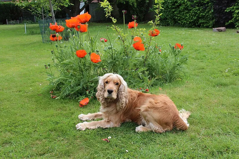 İngiliz Cocker Spaniel fotoğraf 6