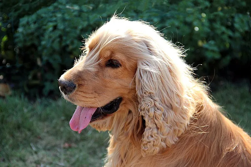 İngiliz Cocker Spaniel fotoğraf 7