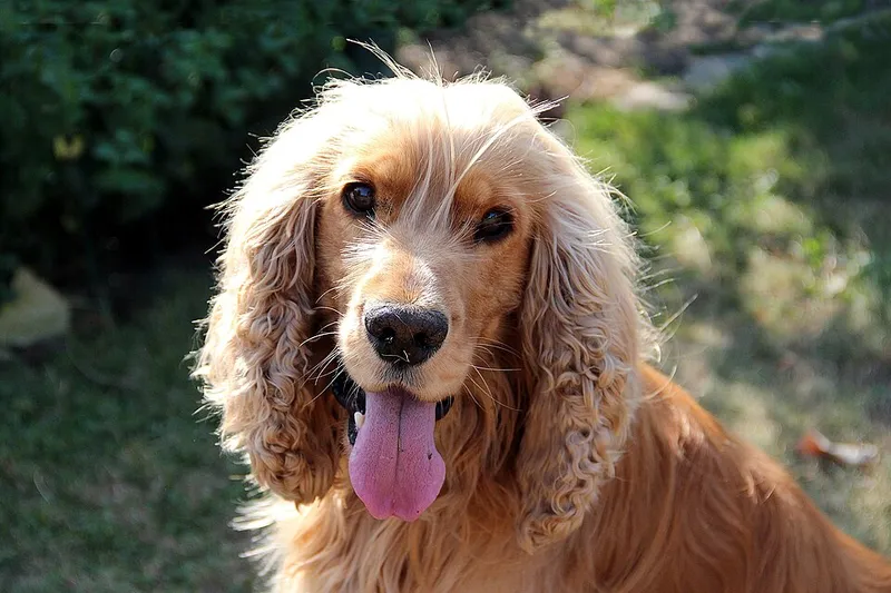 İngiliz Cocker Spaniel fotoğraf 8