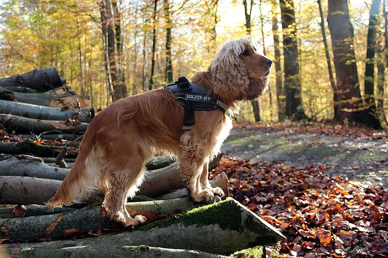 İngiliz Cocker Spaniel fotoğraf 9