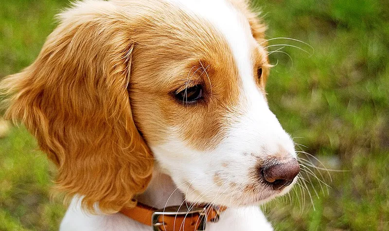 İngiliz Cocker Spaniel fotoğraf 10