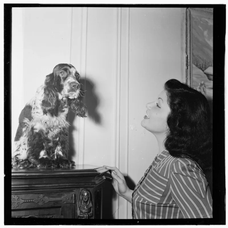 İngiliz Cocker Spaniel fotoğraf 11